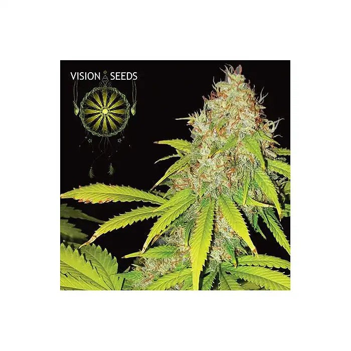AK-49AutoparVisionSeeds–Hybrideéquilibréauxeffetseuphorisants