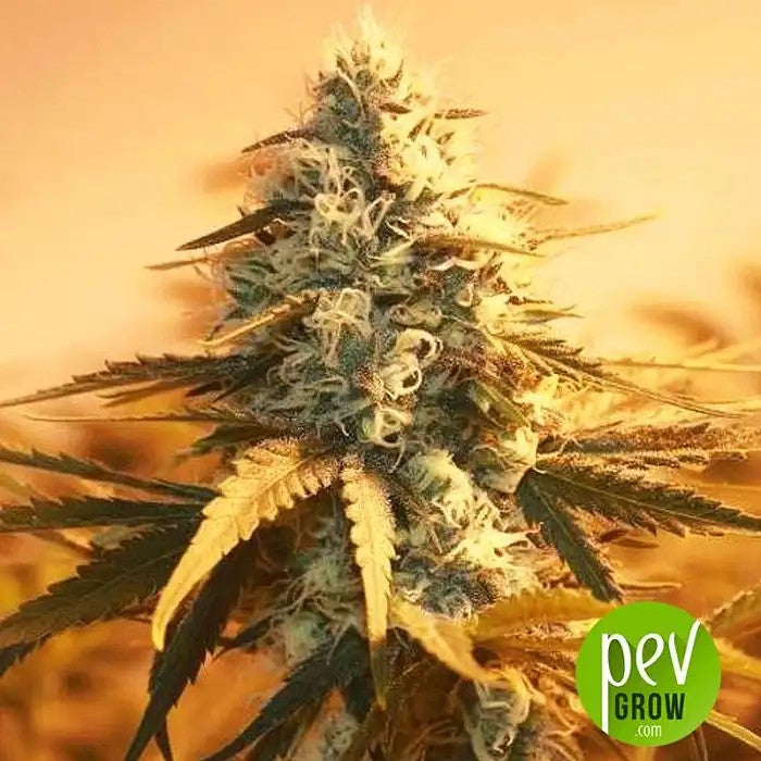AK48Autofloraison–NirvanaSeeds·HybrideIndicaDominanteauGoûtFruitéetEffetÉquilibré