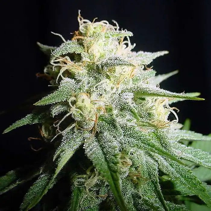 AmericanPieAuto–PyramidSeeds·AutofleurissanteDouceetCitronnéeà19%deTHC·RécolteRapideen70Jours