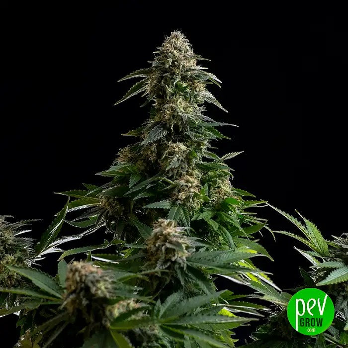 AmnesiaDreamXLAutoEdition·KannabiaSeeds·GénétiqueHazeàFloraisonRapide