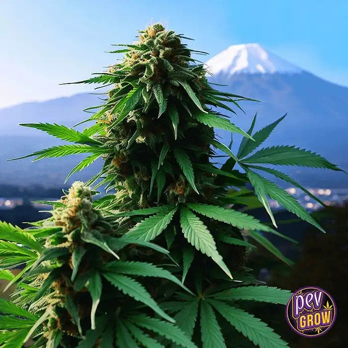 AppleFritterAutoRoyalQueenSeedsâ€?3%deTHC,saveursucréeetfruitée,autofloraison·Hautrendement,récolterapide