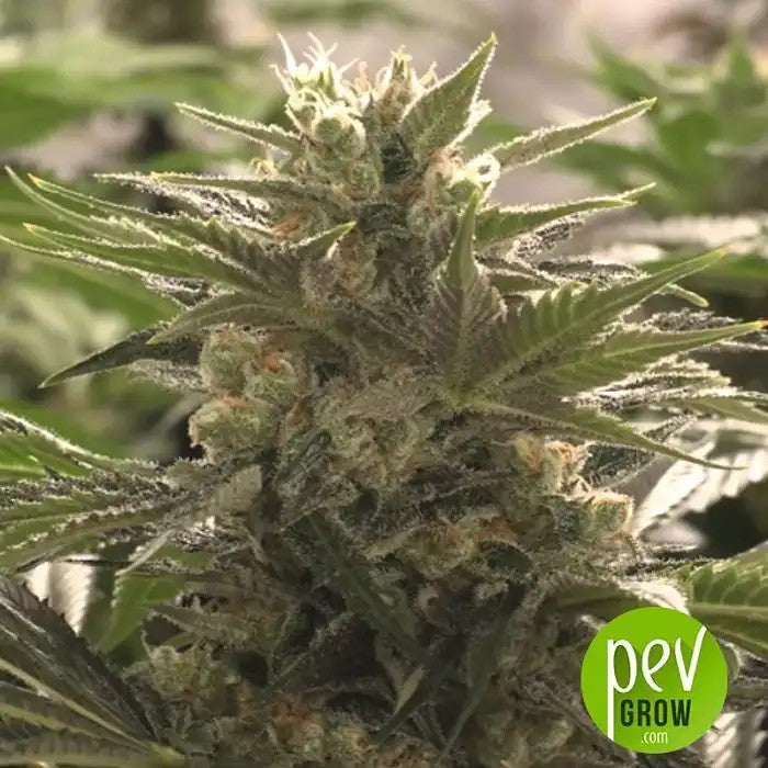 AutoDo-Si-DosCookiespar00Seeds–HybrideIndicaà22%deTHC–AutofloraisonàHautRendement