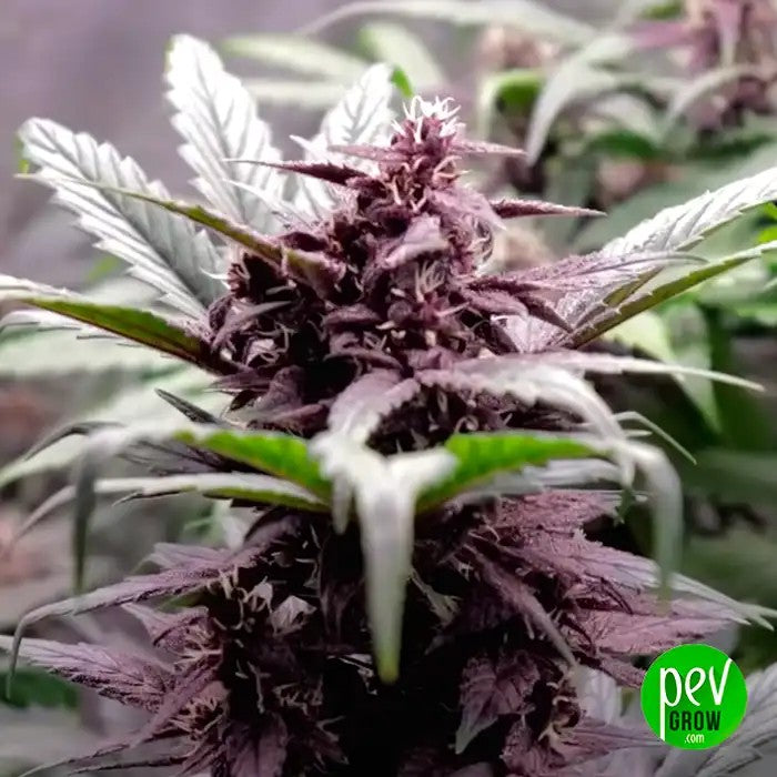 AutoMAC#1parDutchPassion–HybrideautofloraisonXLà25%deTHCetbourgeonsgivrés