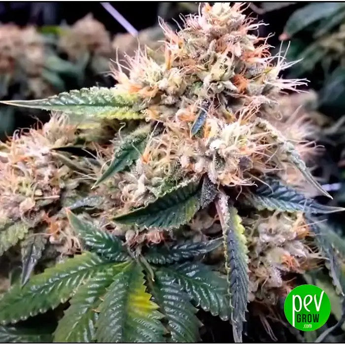 AutoSFVOGparDutchPassion–AutofloraisonXLavec20-25%deTHCetarômeOGpuissant