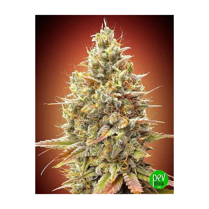 AutoStrawberryBananaparAdvancedSeeds–Autofloraisonfruitéeavec20%deTHCetrendementde500g/m²