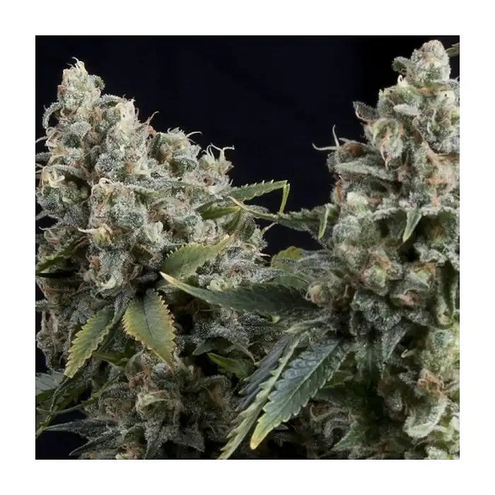 AutoTutankhamonparPyramidSeeds–Autofloraisonrapideetproductiveaugoûtcitronnéetsucré