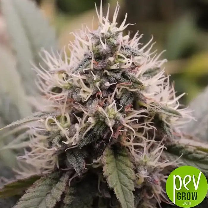 BloodySkunkAuto®parSweetSeeds–Autofleurissanterapideauxteintesviolettes·Hautrendementetarômesucré