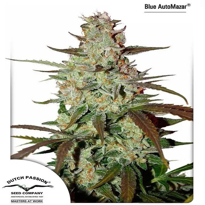 BlueAutoMazarparDutchPassion–AutofloraisonrapideetproductiveauparfumdeBlueberryKush