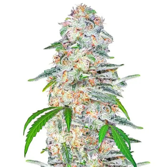 BlueDreamMatic420FastBuds–Autofleurissantesativadominanteàfloraisonrapideaugoûtfruitétropical