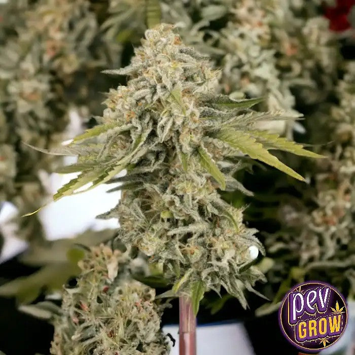 GrainesAutoflorissantesBlackRainbowAutoparSeedStockers–UneIndicaDominanteFruitéeàFortTHC