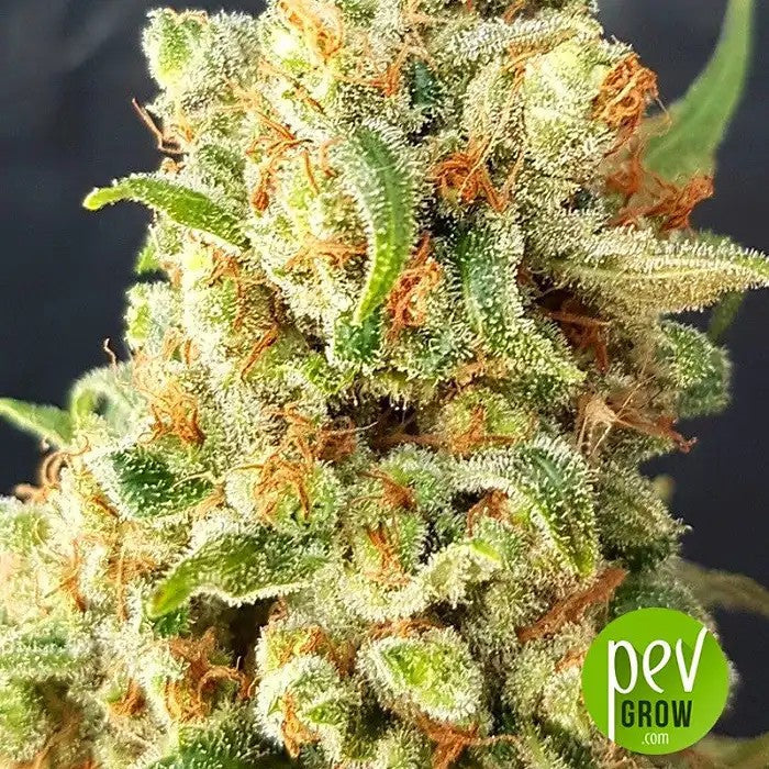 GrainesdeNewYorkDieselAuto–Cannabisautofloraisonsativadominanteàcroissancerapide