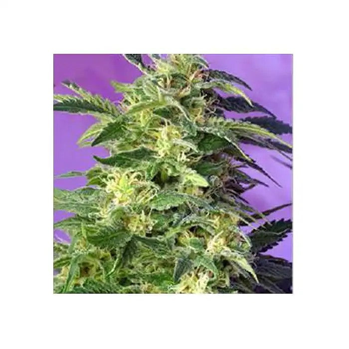 KillerKushAutoparSweetSeeds–Ungéantdela4egénérationautofloraisonOGKush