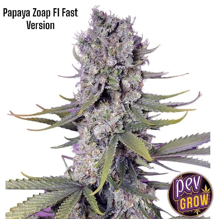 PapayaZoapF1FastVersionparSweetSeeds–Hybridetropicaleàfloraisonultra-rapide·60%Indica40%Sativa·Floraisonen7semaines