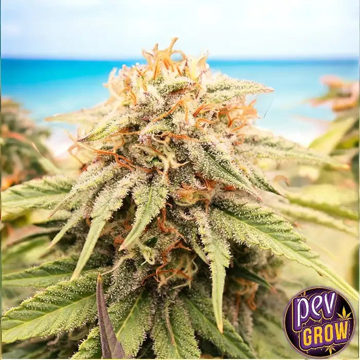 PrizmaticHumboldtSeeds–GrainesféminiséesIndicapremiumpourunerelaxationpuissanteetdesbourgeonsrésineux
