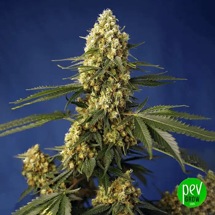 StrawberryBananaGelatoXLAuto®parSweetSeeds–Variétéautoflorissantefruitée,richeenrésineetrécolterapideen8semaines