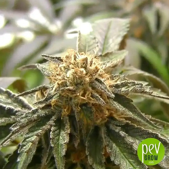StrawberryColaSherbetF1FastVersionparSweetSeeds·Grainesféminiséesphotopériodiquesàfloraisonrapideavecbourgeonsrougesetarômefruitédecola