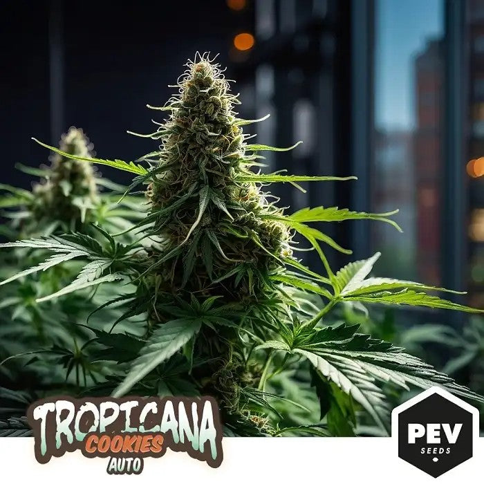 TropicanaCookiesAuto–PEVSeeds|Arômetropical,culturefacileenautofloraison