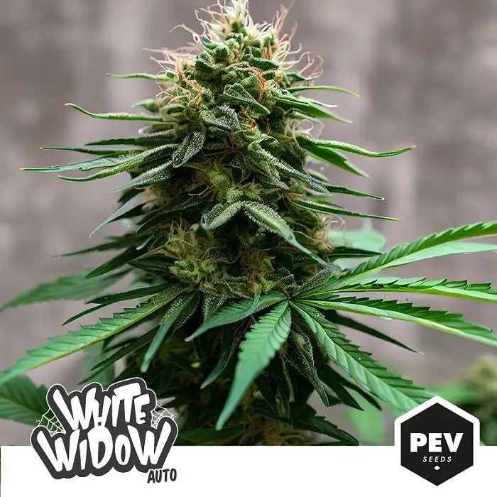 WhiteWidowAuto–PEVSeeds|Autofleurissanterapideen75joursaveceffetéquilibré