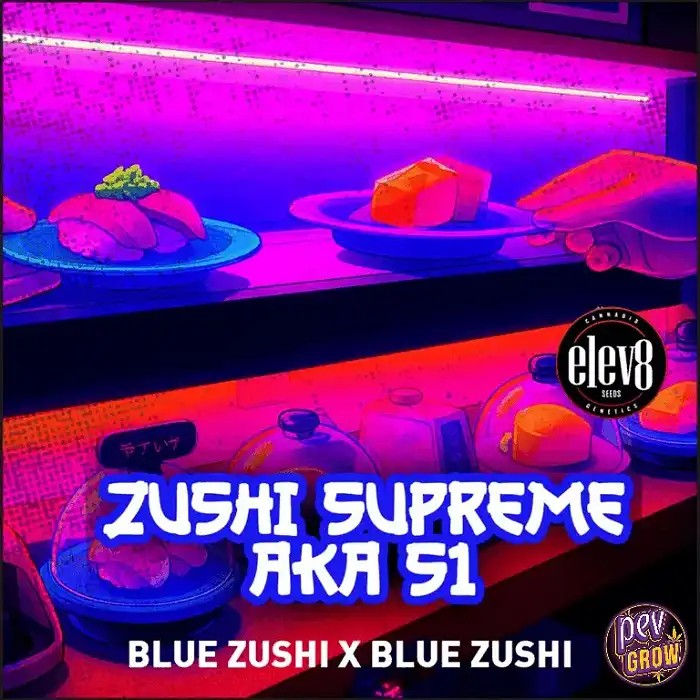 ZushiSupreme(BlueZushiS1)–GrainesFéminisées,GénétiquePremiumpourdesRécoltesPuissantesetSavoureuses