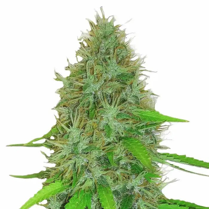 2Fast2VastAuto–GrainesAutoflorissantesparHeavyweightSeeds·RendementÉlevé&FinRapide