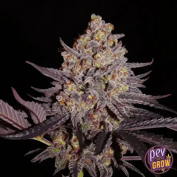 Aladdin’sKush