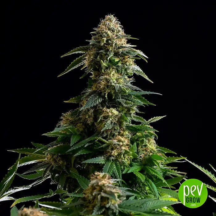 AmnesiaDreamXLAuto–HybrideHazeàfloraisonrapidedeKannabia