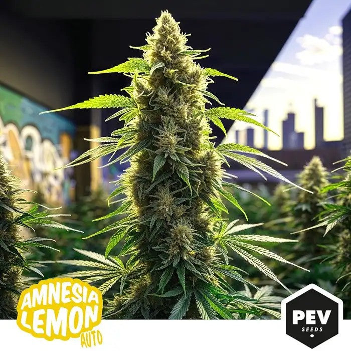 AmnesiaLemonAuto–PEVSeeds,variétéautofloraisonsativa-dominanteauparfumHazecitronné