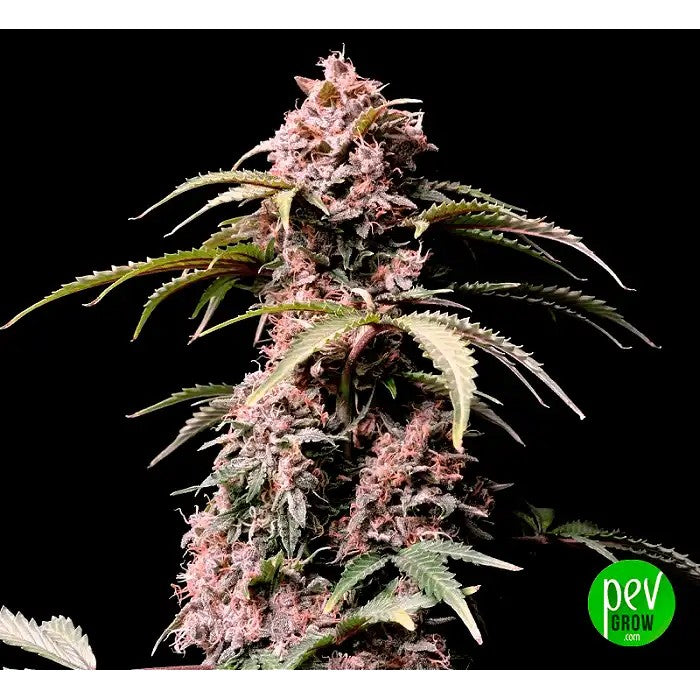 AmnesiaZkittlezAuto–FastBuds·AutofleurissanteSativaDominanteavec24%deTHC·Récolteen70Jours
