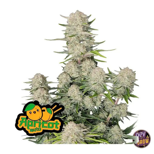 ApricotAuto420FastBuds–AutofleurissanteIndicaDominanteàFloraisonRapideavecTerpènesd’Abricotet26%deTHC