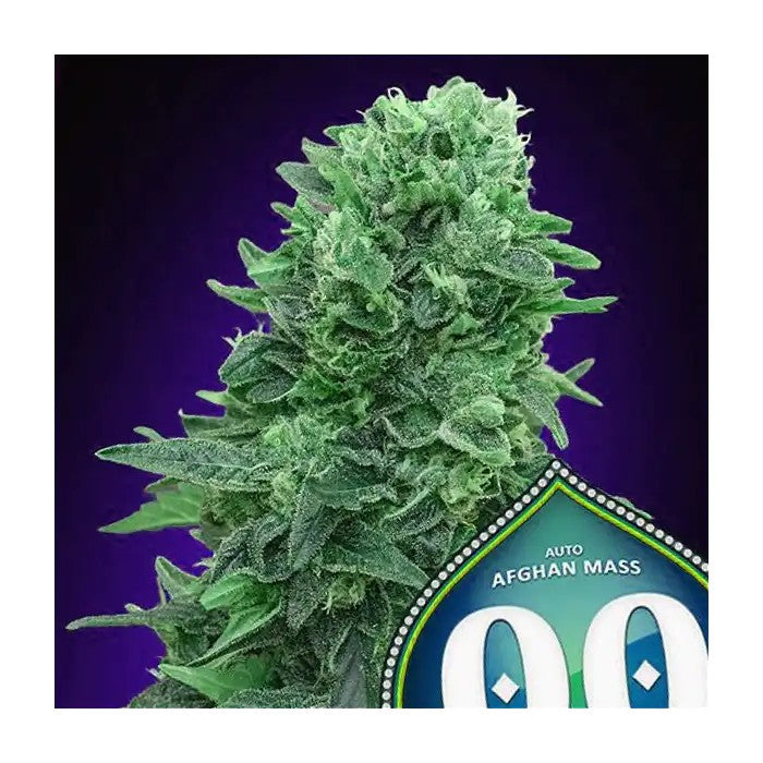 AutoAfghanMassXXLpar00Seeds–RendementsXXL,PuissanceIndica,CannabisAutofloraisonRapide