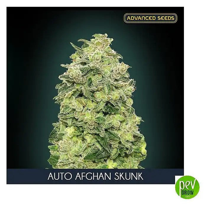 AutoAfghanSkunkparAdvancedSeeds–Hybrideautofloraisondominanteindicaavecarômedeskunket15%deTHC