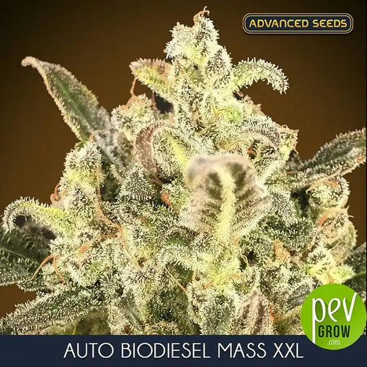 AutoBiodieselMassXXLparAdvancedSeeds–Autofloraisonàrendementélevéetarômecitronné-diesel