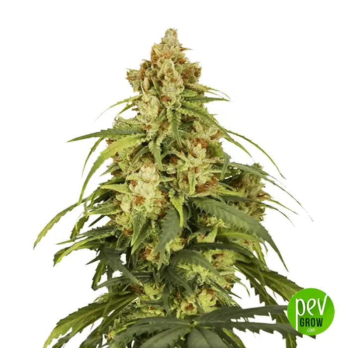AutoCBD-VictoryparDutchPassion–GrainesautoflorissantesàhautCBDVetCBDpourdeseffetséquilibrésetnonpsychoactifs