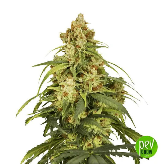 AutoCBD-VictoryparDutchPassion–GrainesautoflorissantesàhautCBDVetCBDpourdeseffetséquilibrésetnonpsychoactifs