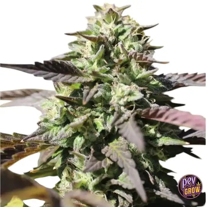 AutoChunkadelicHumboldtSeedsCompany–Unevariétéautofloraisonrapideauxarômesdouxetterreux