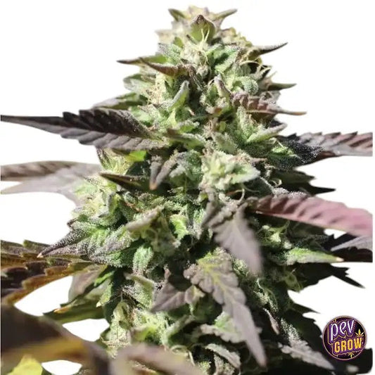 AutoChunkadelicHumboldtSeedsCompany–Unevariétéautofloraisonrapideauxarômesdouxetterreux