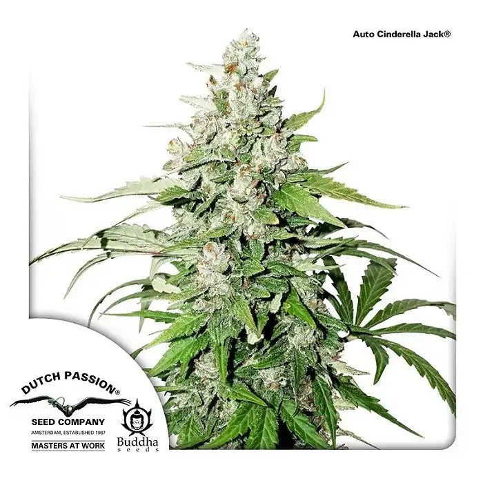 AutoCinderellaJackparDutchPassion–AutofloraisonXLavec26%deTHCetarômepin-fruits