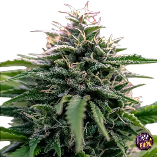 AutoCreamZillaOriginalSensibleSeeds–Unevariétéautofloraisononctueuseauxsaveursdevanilleetdebaies