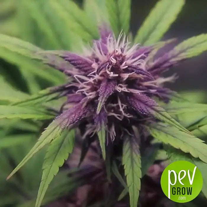 AutoDarkDevilparSweetSeeds–Unevariétéautofloraisonrapide,coloréeetrésineuse