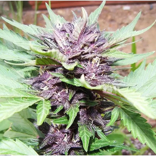 AutoDarkPurple