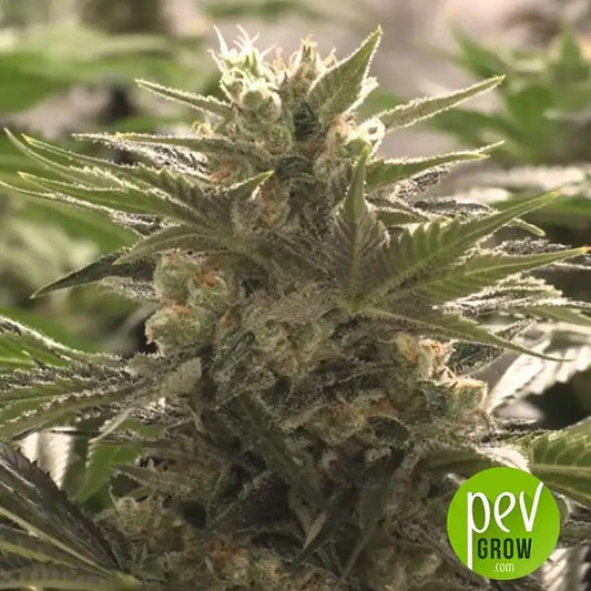 AutoDo-Si-DosCookiespar00Seeds–HybrideIndicaà22%deTHC–AutofloraisonàHautRendement
