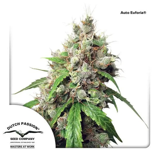 AutoEuforiaparDutchPassion–AutofloraisonXLàdominancesativaaveceffeteuphorisantetarômeSkunk