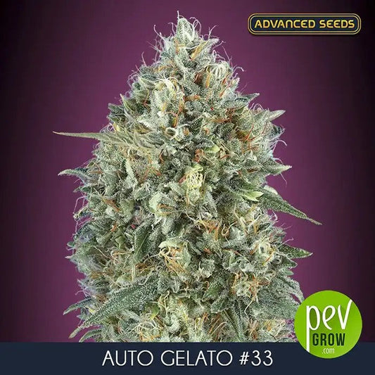 AutoGelato#33parAdvancedSeeds–Auto-fleurissanteIndicaDominanteà23%deTHCauxArômesSucrésetCitronnés