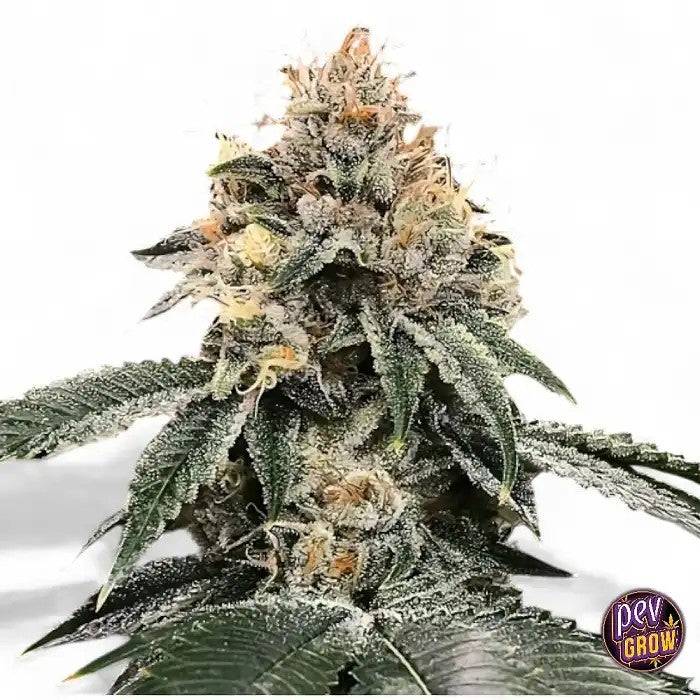 AutoHG23MichaelJordan–GrainesAutoflorissantesDNAGenetics(Lotde3)