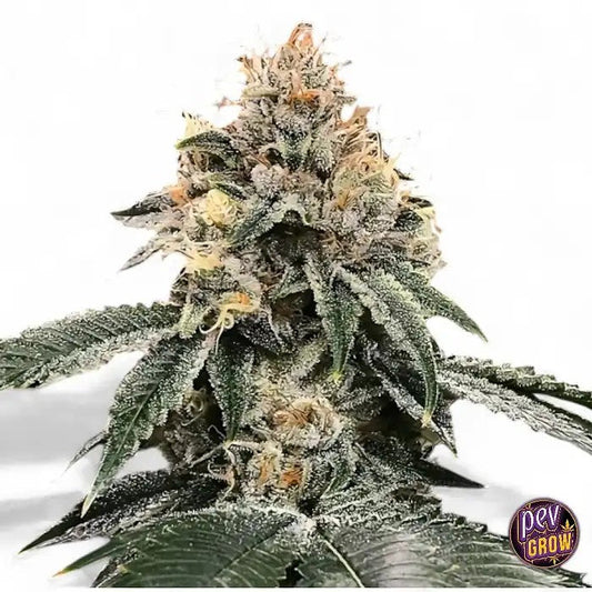 AutoHG23MichaelJordan–GrainesAutoflorissantesDNAGenetics(Lotde3)