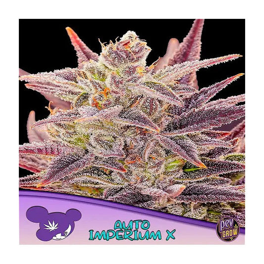 AutoImperiumX–AnesiaSeeds–Hybrideautofloraisonen9semainesavec29%deTHC