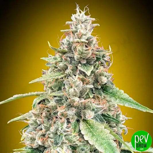 AutoLemonOGpar00Seeds·Hybrideautofloraisonhautrendementaupunchcitronné