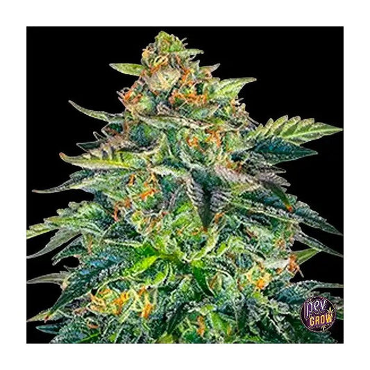 AutoLondonCreamCakeG13Labs·GrainesAutoflorissantesPremiumavecEffetEuphorisant