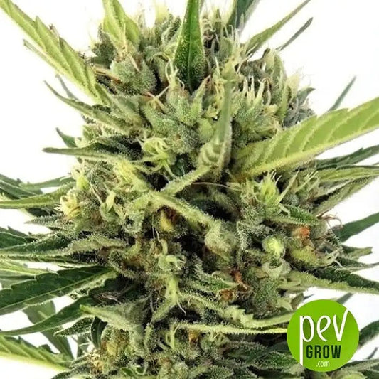 AutoMalawixNorthernLights–GrainesFéminiséesparAceSeeds·AutoSativa-IndicaàHautRendementauxTérépènesComplexes