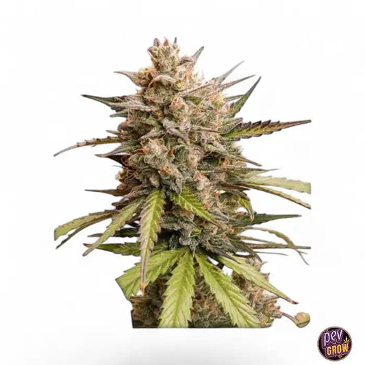 AutoMelonadeRuntzparDutchPassion–RendementhybrideXLen11semaines·Variétéautofloraisonrapide